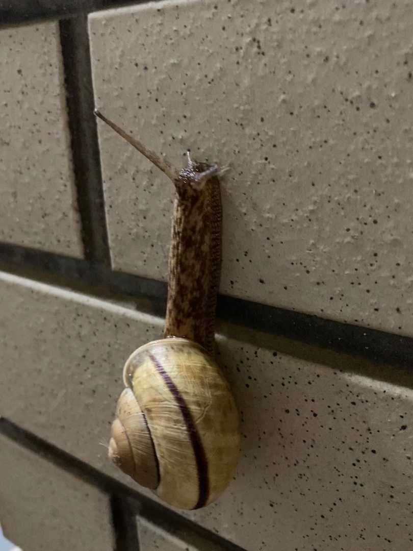 まいまい 武蔵境の情熱学習塾 桜進学会 楽天ブログ