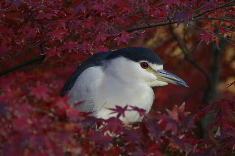 洗足池の野鳥