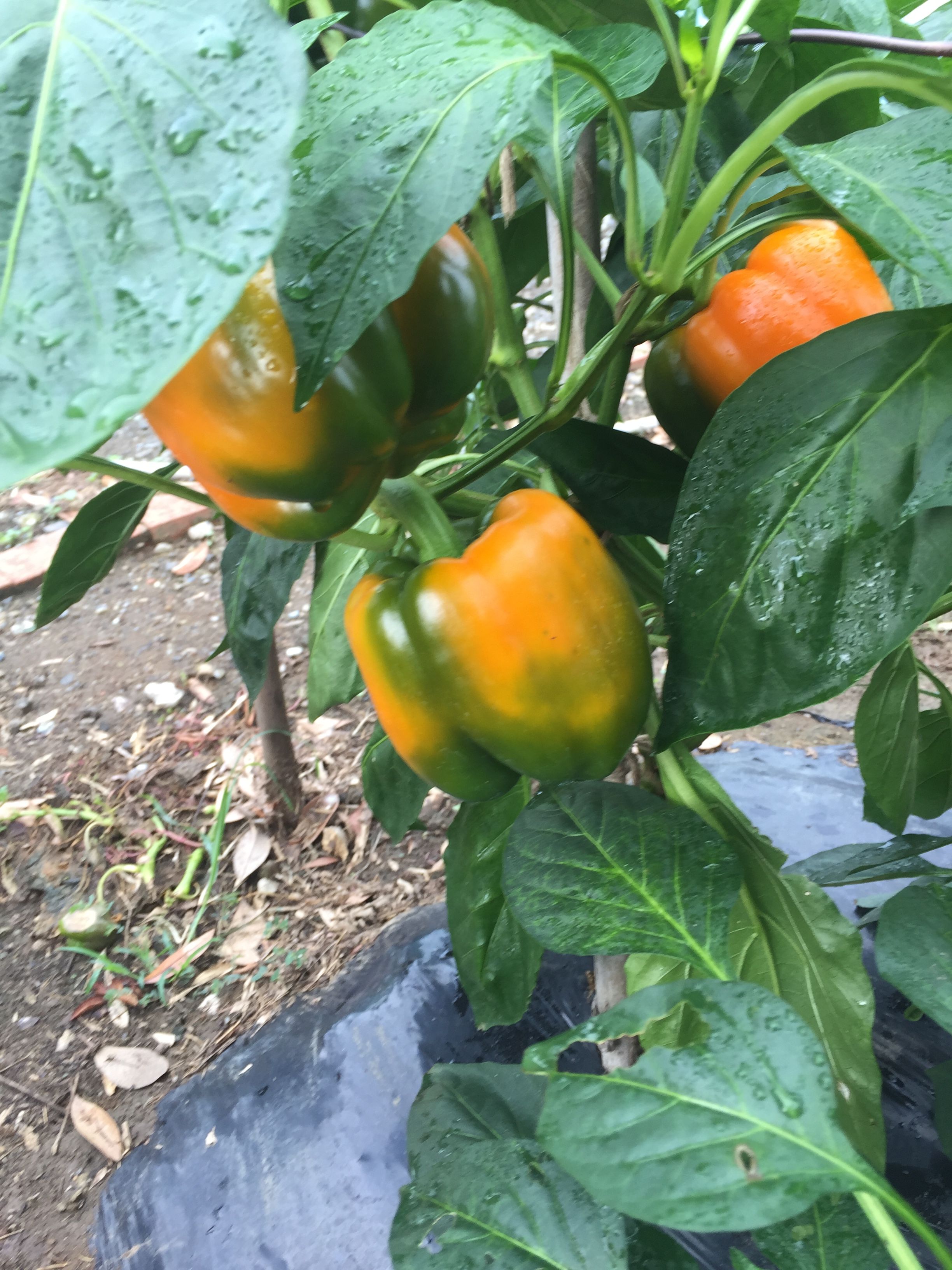 パプリカが色づきとエダマメ サツマイモの育ち Futtutyの菜園ブログ 楽天ブログ