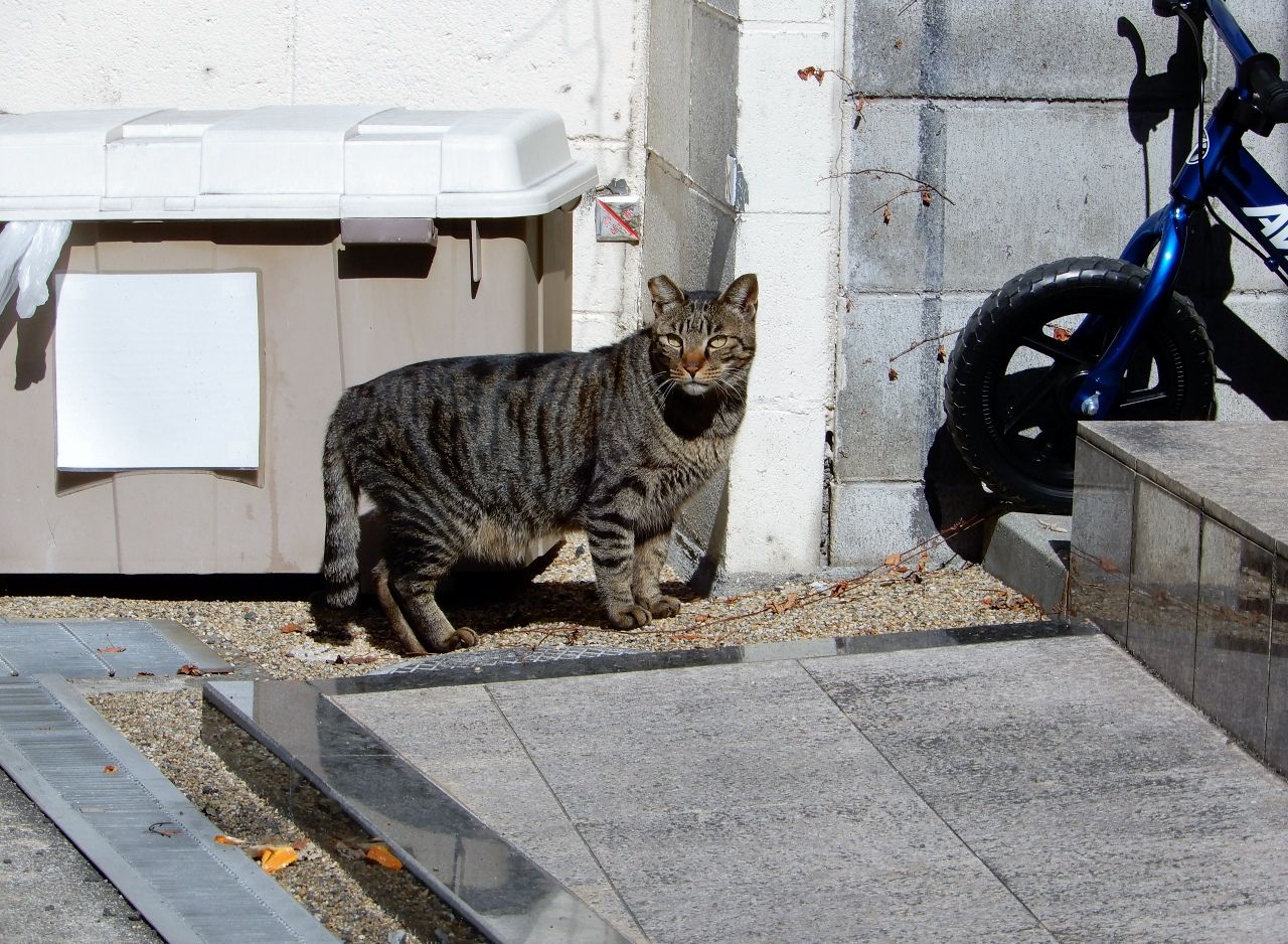 天気は穏やか 猫は賑やか の巻 人さまのネコ 楽天ブログ