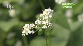 tysnews_そばの花.jpg