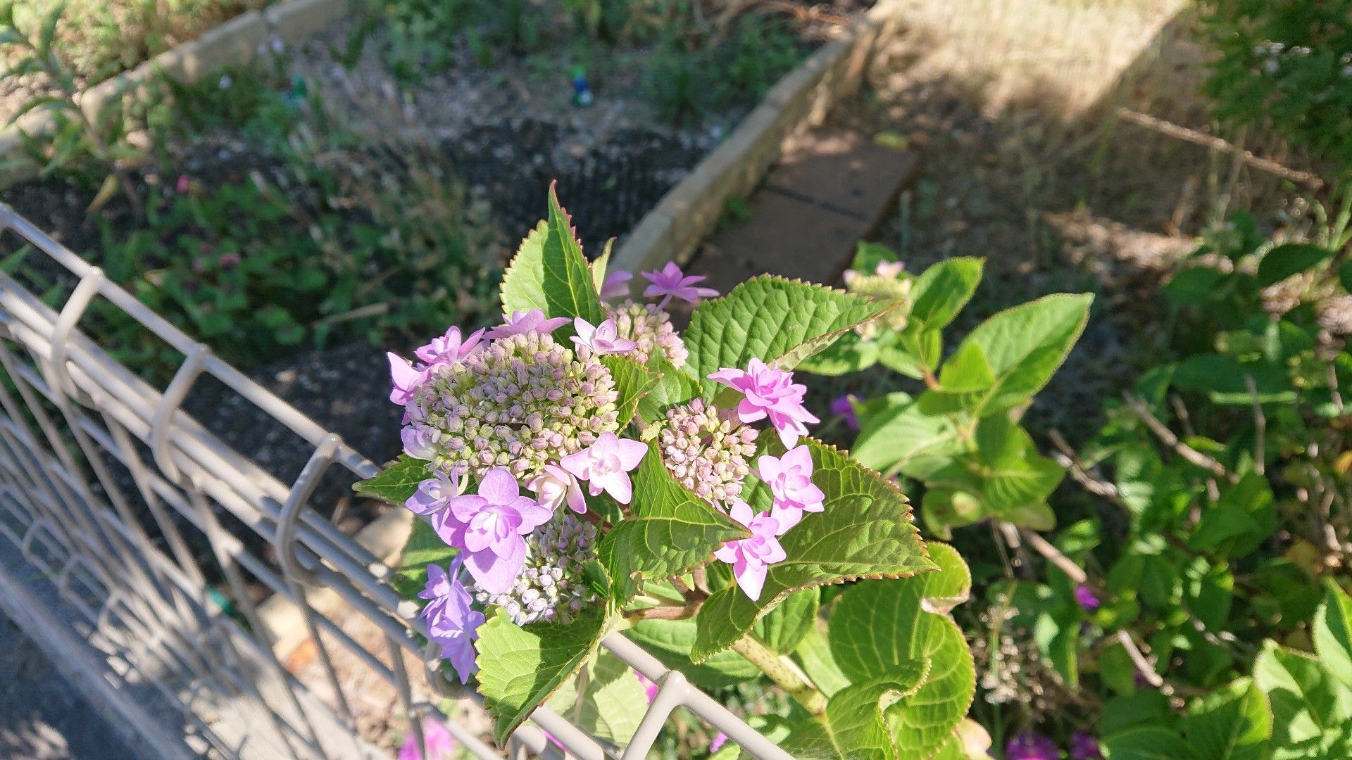 庭 に 植え て は いけない 紫陽花