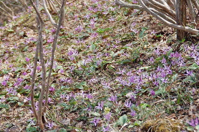カタクリの群生地
