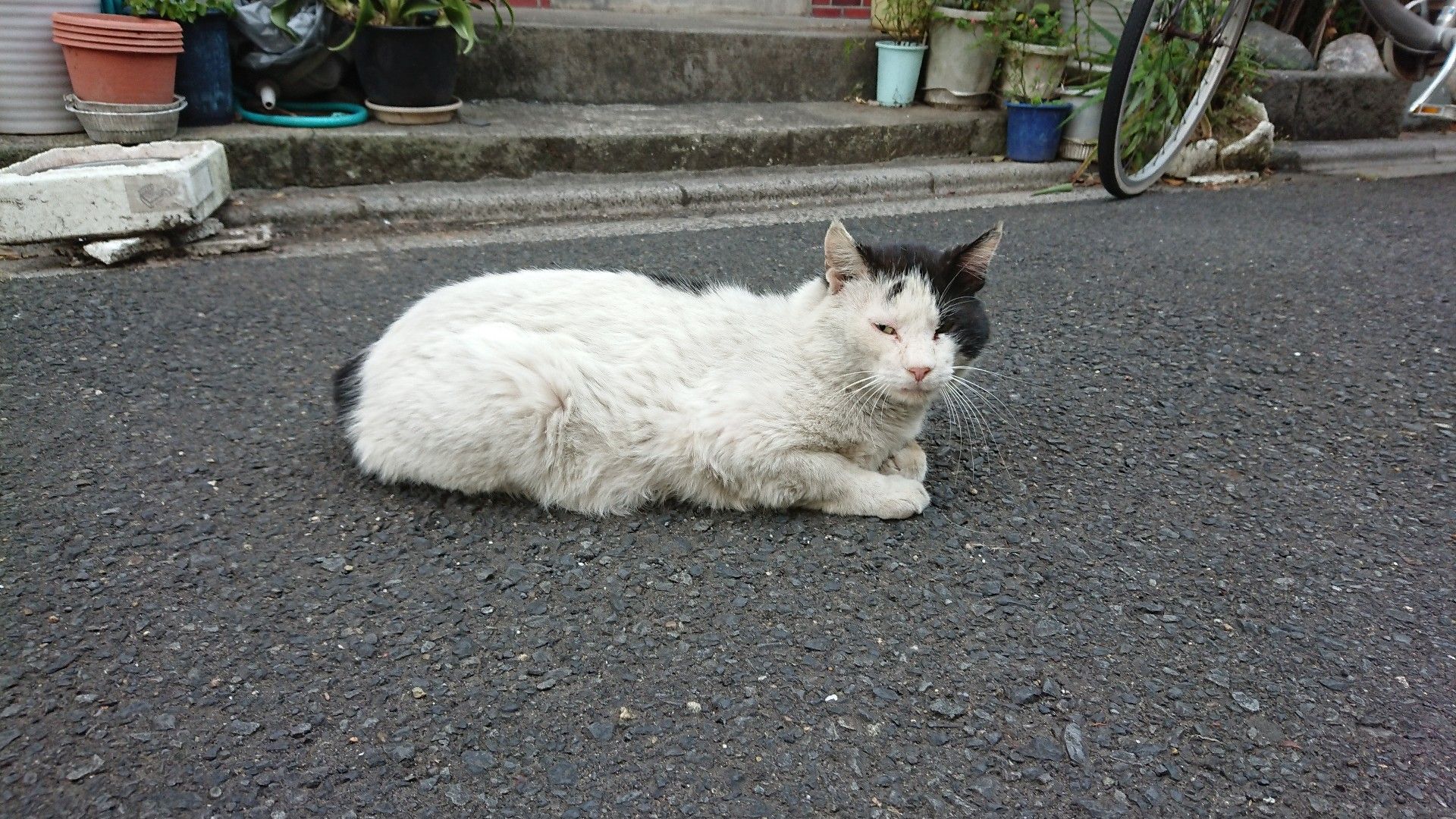 癒し じゃない強そうな猫 ゆるゆると好きなこと記録 楽天ブログ