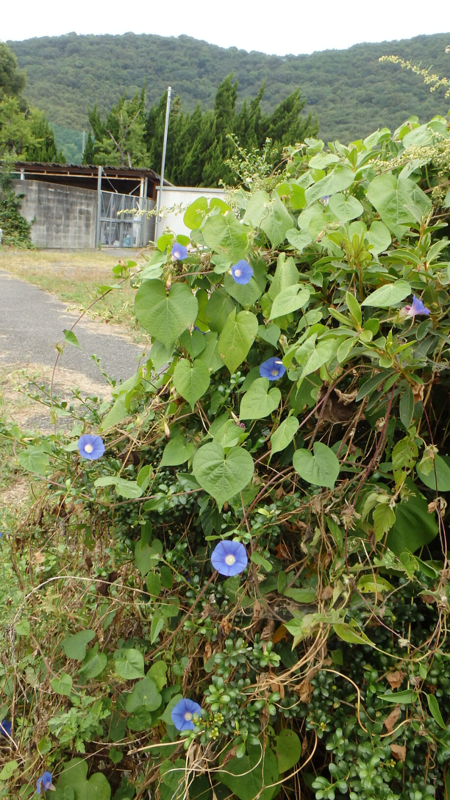 140919丸葉朝顔.jpg
