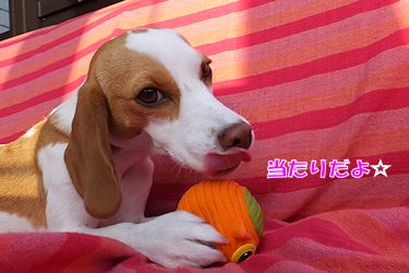 20160106当たりだよ