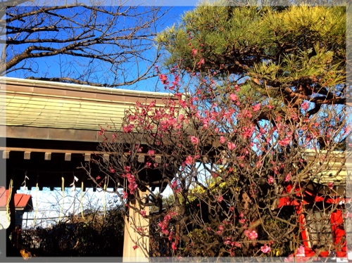 岡村天神の紅梅