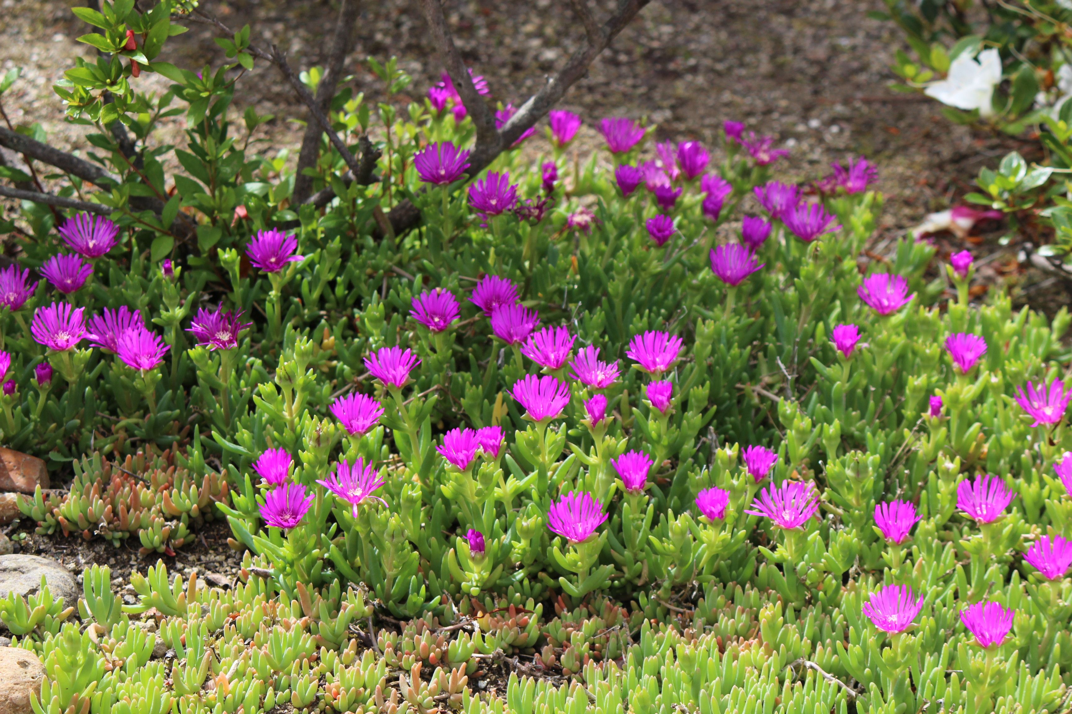 マツバギク 松葉菊 つれづれ日記 楽天ブログ
