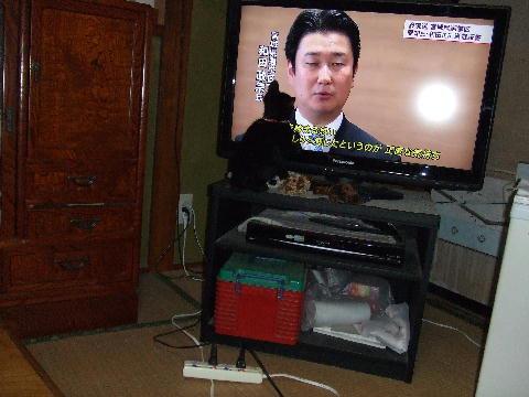 猫1.JPG