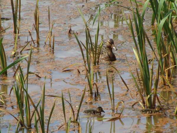 カモの赤ちゃん 東苗穂のふれあい野菜市のブログ 楽天ブログ