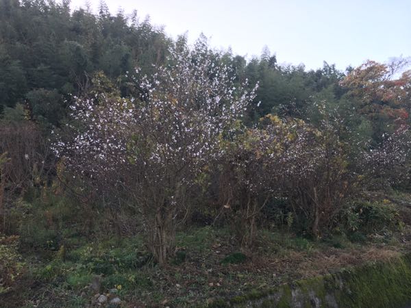 rblog-20181203063425-02.jpg