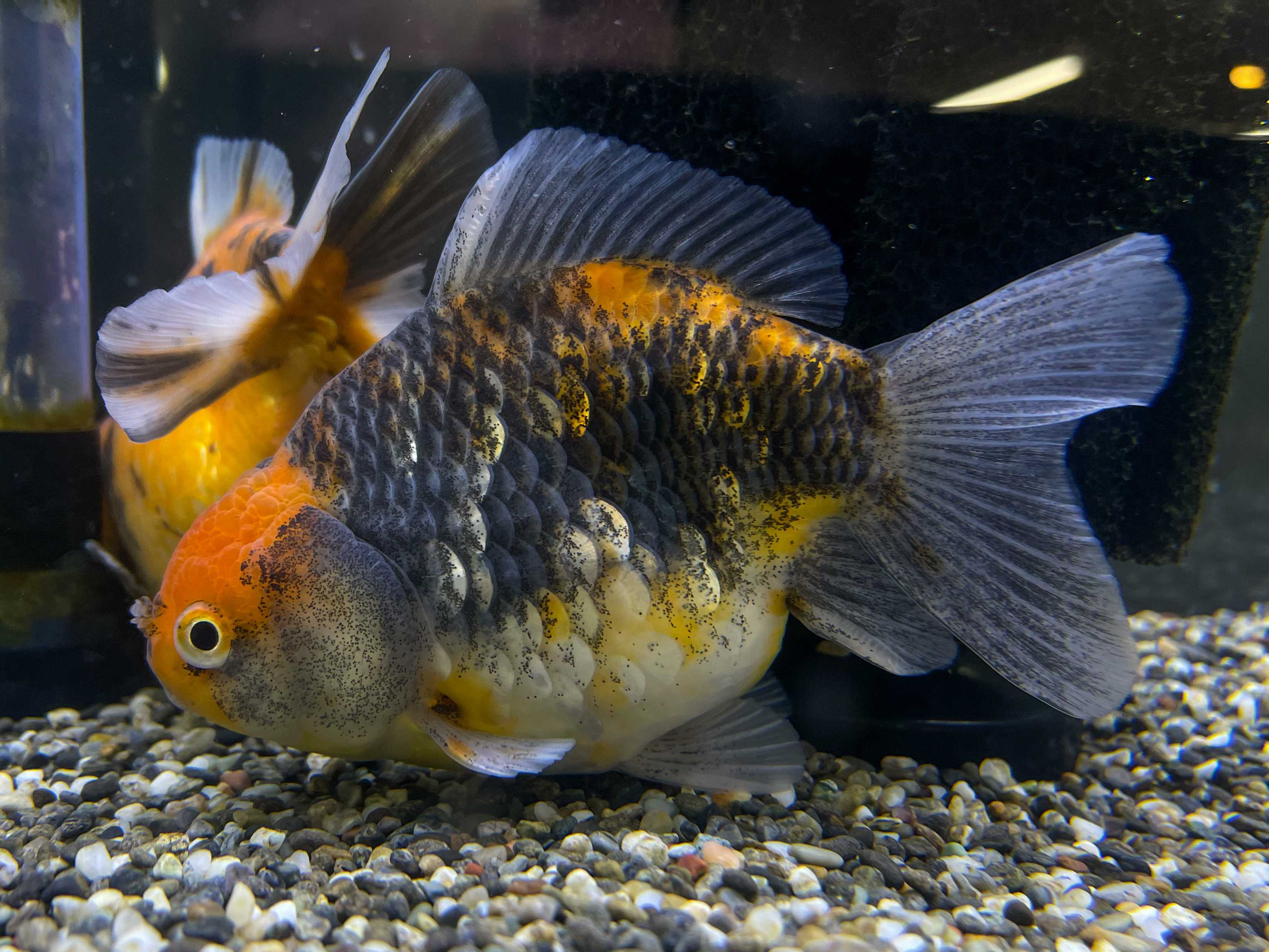 まだまだ初売りセール実施中！追加アリ！！ | 佐賀金魚専門店