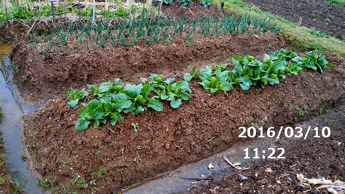 ２８年３月１０日のほうれん草と玉葱.jpg