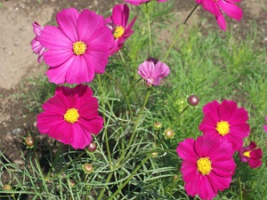 1お花畑　コスモス.jpg
