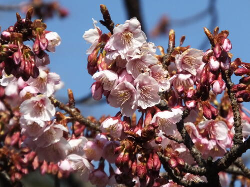 寒桜