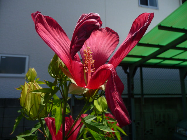 65 紅葉葵