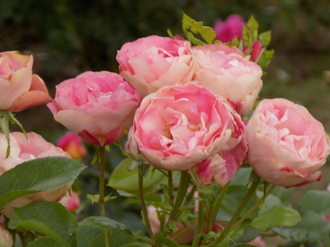 DSCN3603.JPG