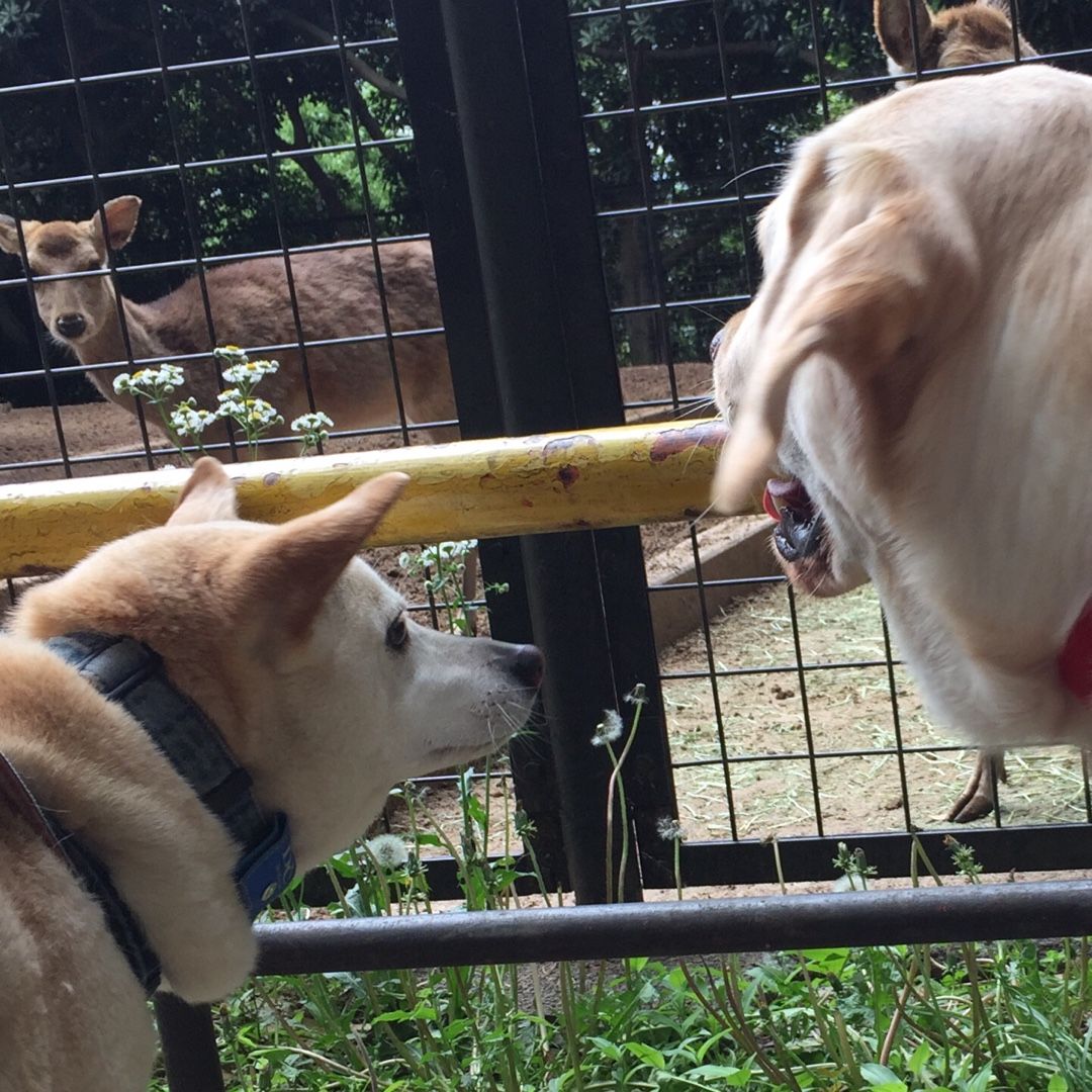 犬 ラブラドールに憧れた夫婦の記録 楽天ブログ