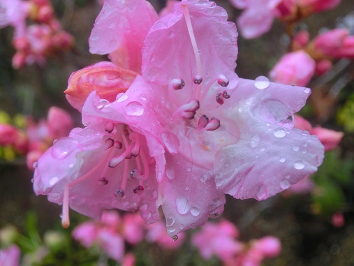 早咲きミツバツツジ