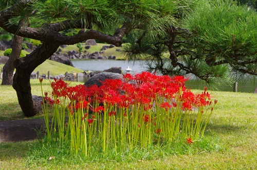 旧芝離宮恩賜庭園の彼岸花