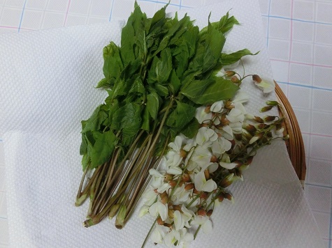 アカシアの花、コシアブラ