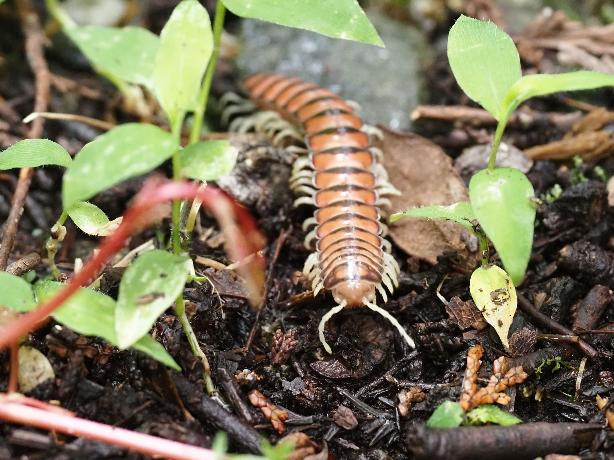 ヤスデ 新滝野池林道 花鳥風枝 楽天ブログ