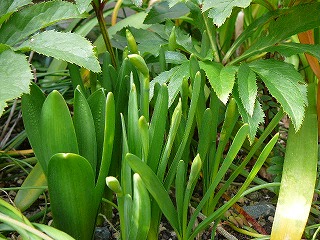 P1260807ss.jpg