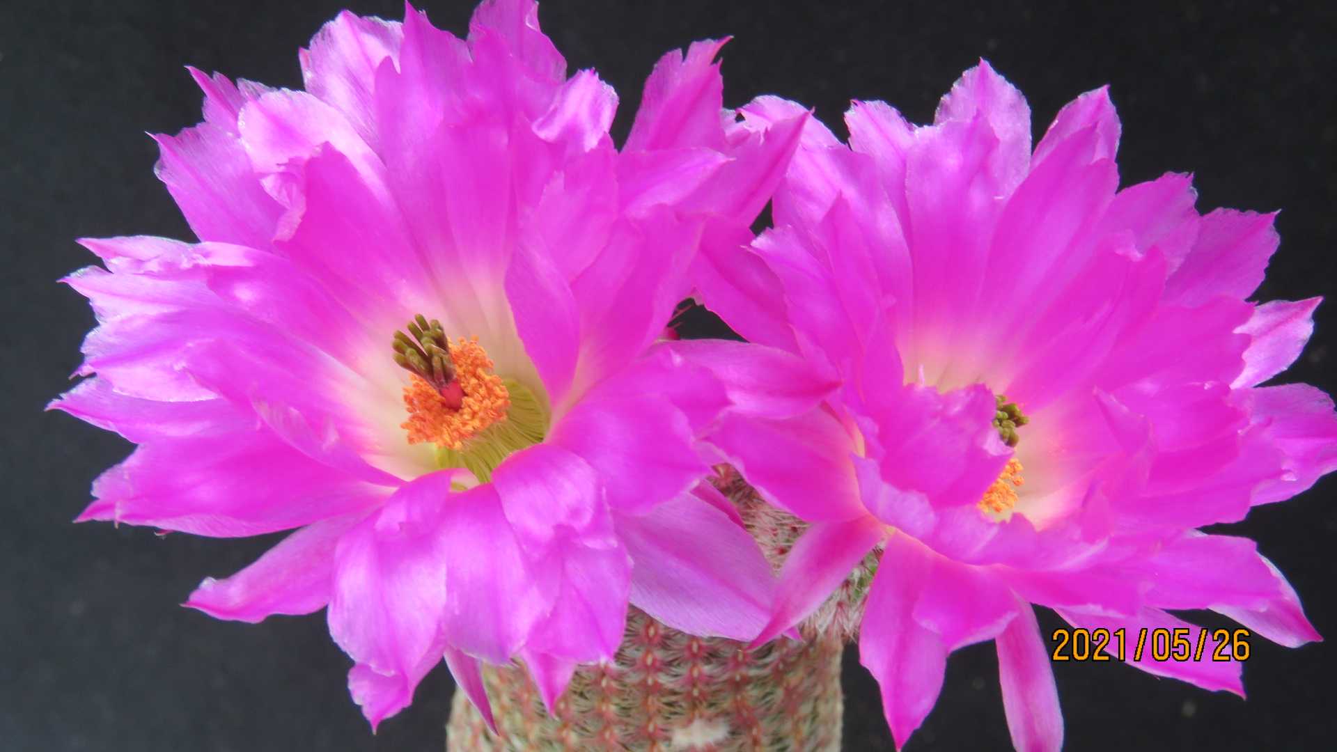 紫太陽の花 | びびるタニサボ達 - 楽天ブログ