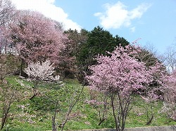 エゾヤマザクラ