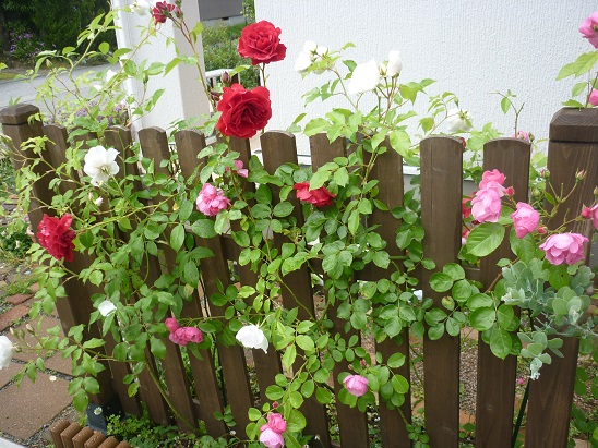 P1170767.JPG