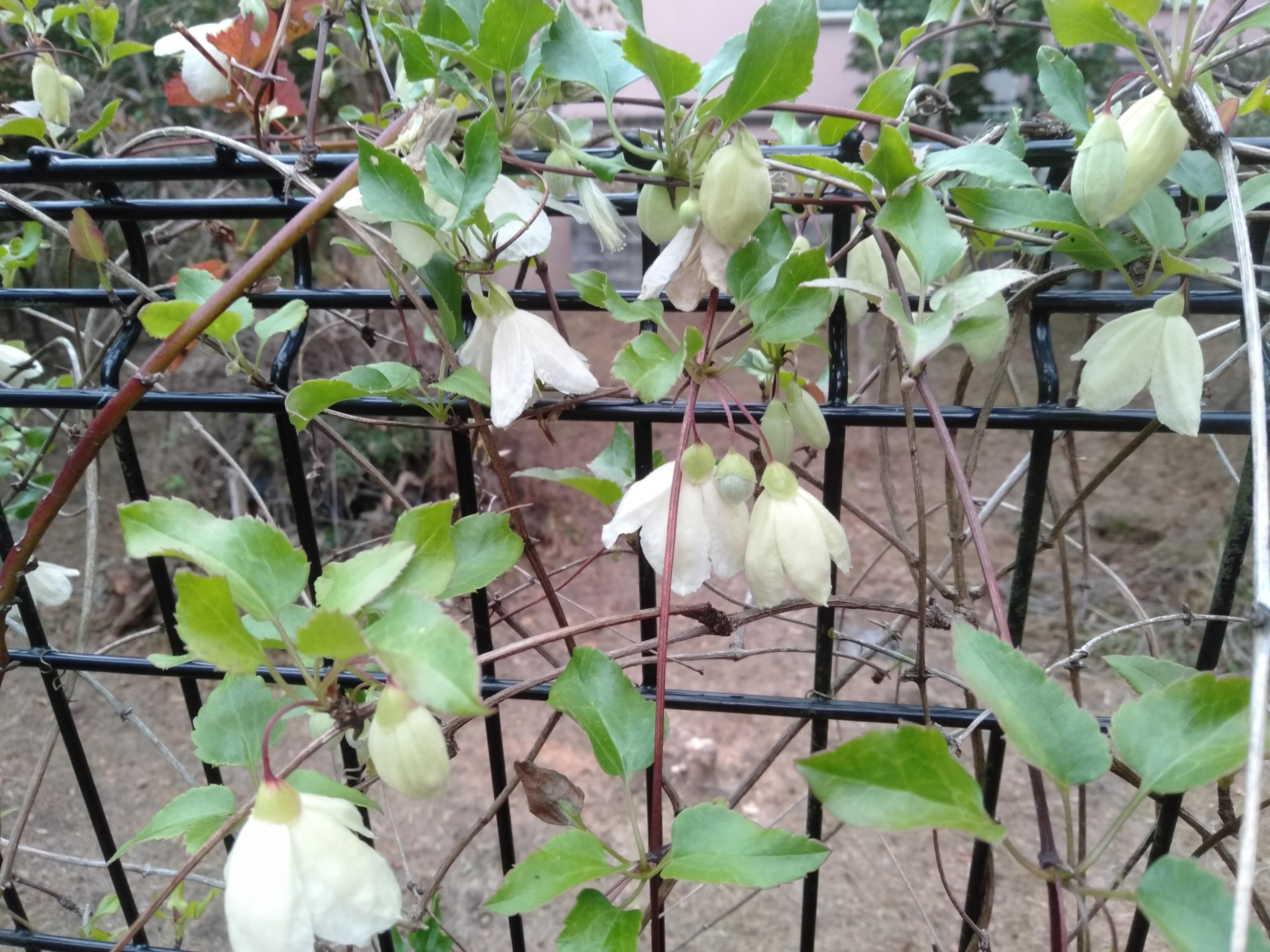 冬咲きのクレマチス ジングルベルが咲きました アネモネ別館 楽天ブログ