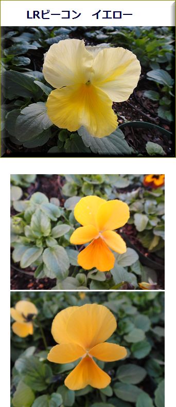 本日開花したパンジー「ビーコンイエロー」と好きな花形のビオラ