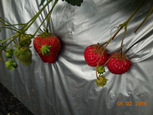DSCN6996.jpg