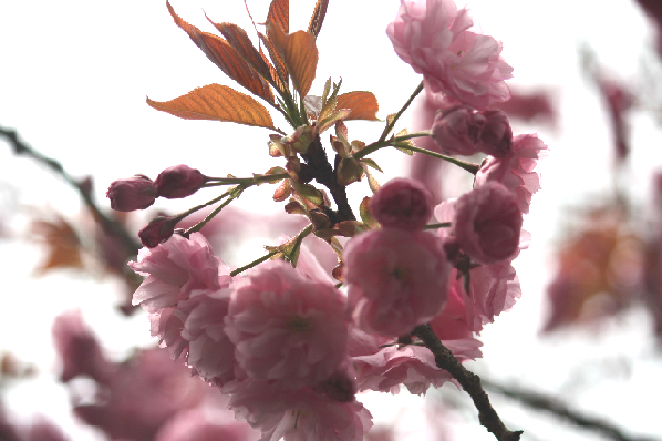 八重桜.JPG