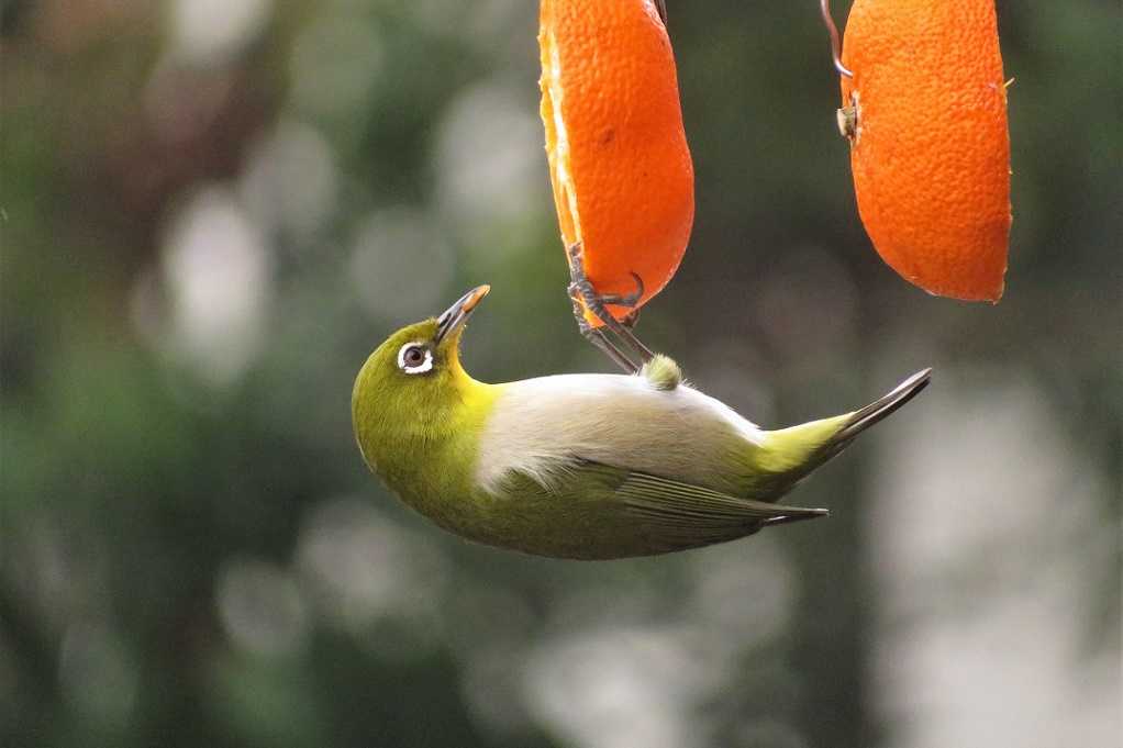 庭の鳥;紅梅メジロ、蜜柑メシロ、ヒヨドリ、エナガ。庭の花;黄色いバラ。 | 大分金太郎の花鳥蝶月 - 楽天ブログ