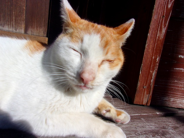 31日　猫.jpg