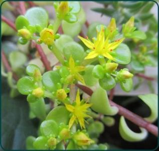 セダム 狭い庭を花いっぱいにする育て方 楽天ブログ セダム 狭い庭を花いっぱいにする育て方 楽天ブログ