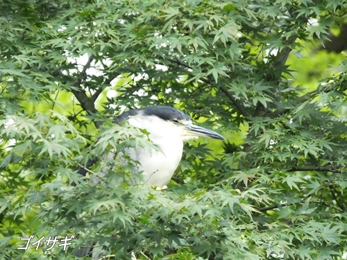 洗足池にて