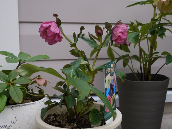 helleborus 3