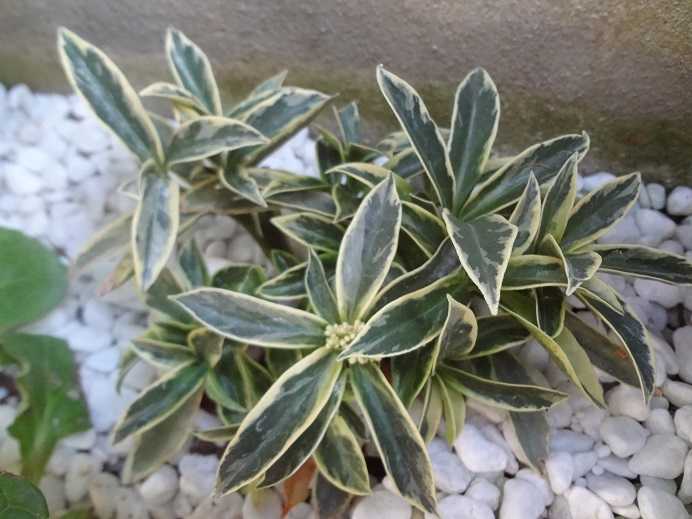 第229回 斑入りスキミアを比べる ～スキミア「ペローサ」～ | まっ