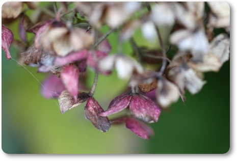 自宅の庭-9 アジサイ 13.12.9