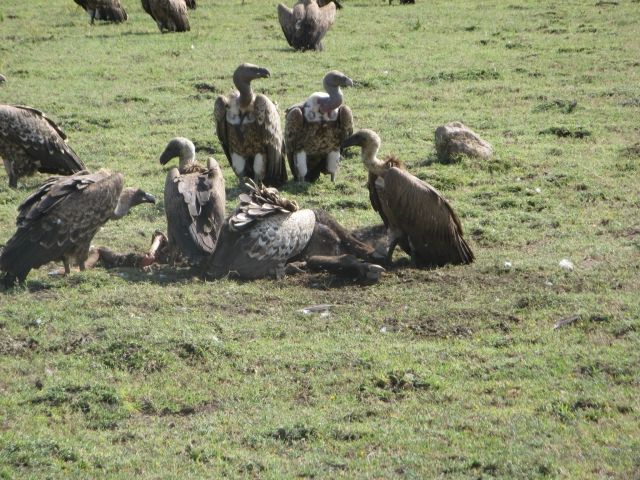 ハゲタカとハゲワシの違い 私設見逃してもいい動物園 楽天ブログ