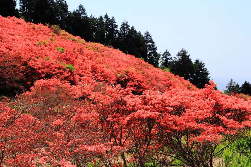 葛城山ツツジ園_005.jpg