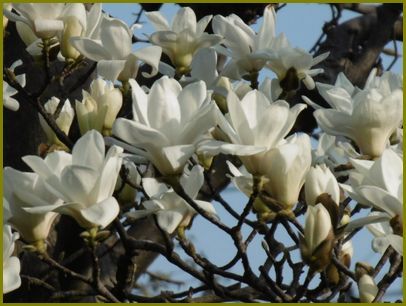 40ページ目の 園芸 花の歳時記 天南星の魅力 山野草 楽天ブログ
