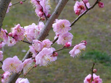 山田池公園の梅「一流」