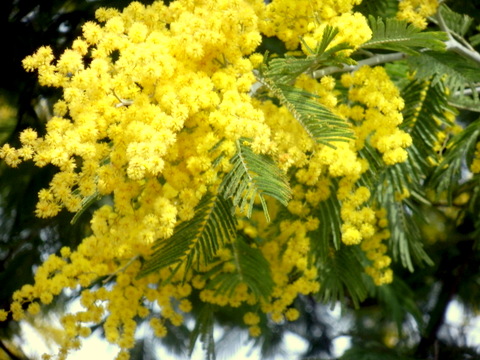 ミモザの花に接近