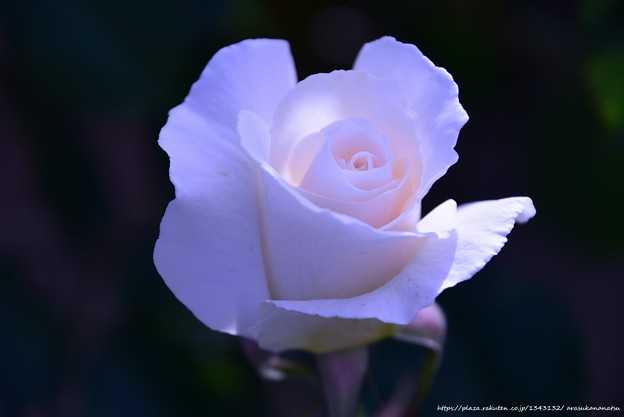 ダウン症の少年が自分の守護天使と思われるものの写真を撮る