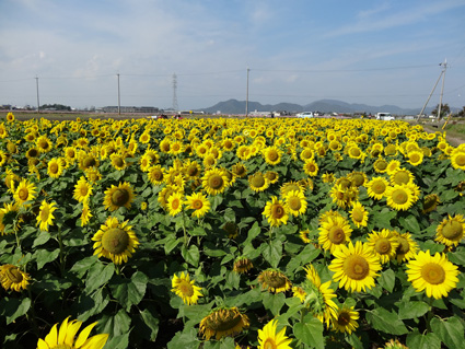 himawari1.jpg