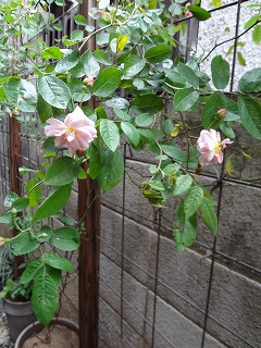 DSC00974.jpg