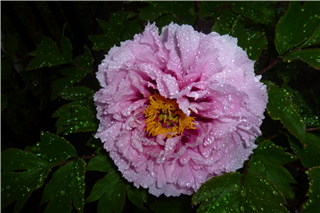 P1040139.png